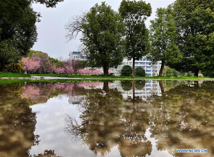 CHINA-WUHAN-CHERRY BLOSSOMS (CN)