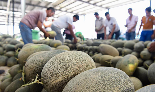 Farmers busy with collecting Jiashi cantaloupes in Kashgar, China's Xinjiang