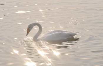 Wild swans migrate to N China's Shanxi from Siberia