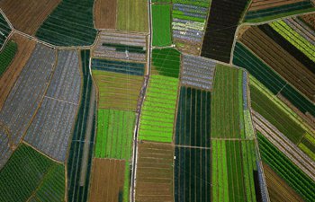 Aerial view of vegetable bases in Guangxi