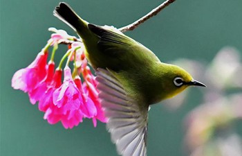 Bird dancing amid cherry blossoms