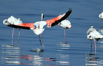 Birds seen on beach of Kuwait City