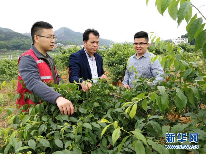 （新华全媒头条·图文互动）（6）八桂大地上的青春之歌——记奋战在广西脱贫攻坚一线的“黄文秀式”干部