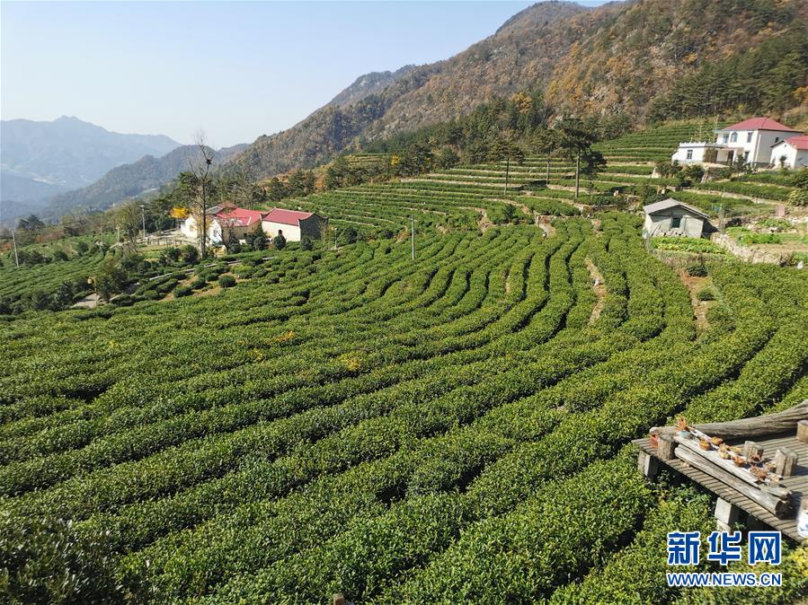 （决战决胜脱贫攻坚·图文互动）（1）咬定“茶”山不放松——安徽大别山区石佛村依靠茶产业脱贫致富见闻