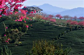 乡村振兴好风景